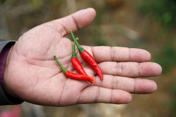 Chilis. Cambodia.
