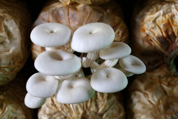 Oyster mushroom plantation financed by a loan from AMK microfinance.  Cambodia.
