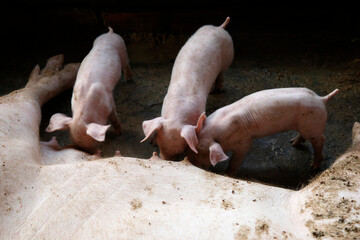 Pig farm financed by a 1,5 million riel loan from Chamroeun microfinance.  Cambodia.