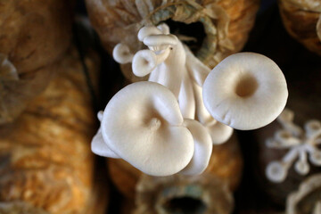 Oyster mushroom business financed by a 1 million riel loan from Chamroeun microfinance. Cambodia.
