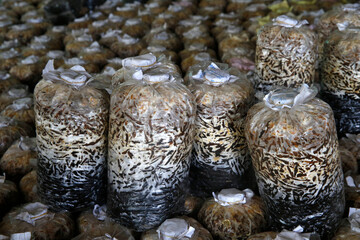 Oyster mushroom production financed by a loan from AMK microfinance.  Cambodia.