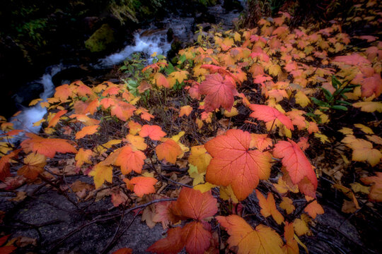 A Forest Floor Covered In Changing Leaves Of Red And Orange With A River Running Behind.