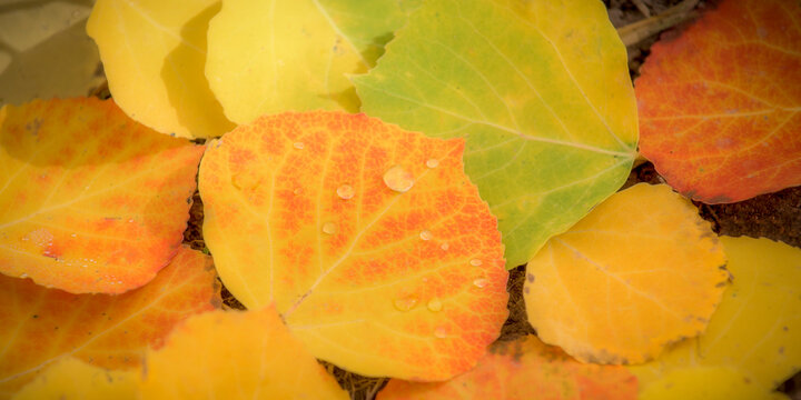 Orange, yellow and green aspen leaves on the forest floor.