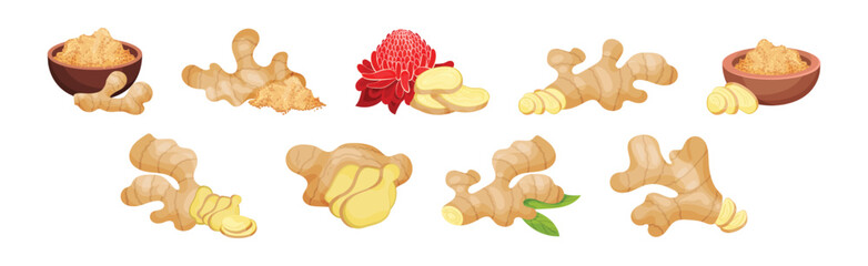 Fresh Ginger Root as Natural Spice Food Vector Set