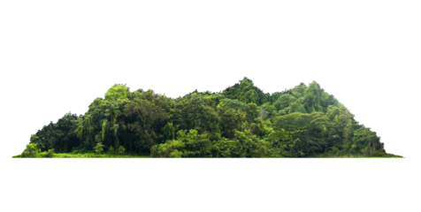 Group green tree on transparent background. png file. Cutout tree line. Row of green trees and shrubs in summer isolated transparent background. Forest Scene. Forest and green foliage.