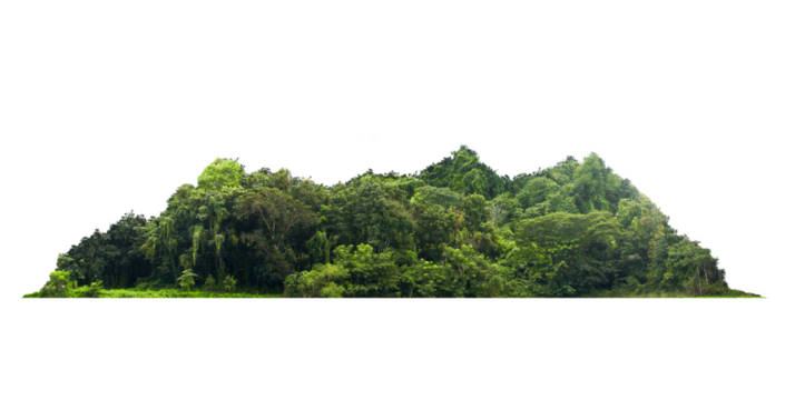Group green tree on transparent background. png file. Cutout tree line. Row of green trees and shrubs in summer isolated transparent background. Forest Scene. Forest and green foliage.