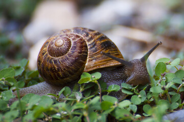 Chiocciola zigrinata