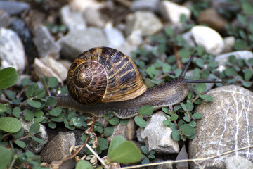 Chiocciola zigrinata