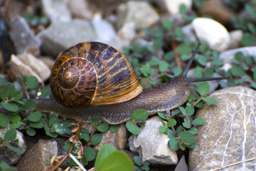 Chiocciola zigrinata
