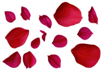 red rose petals on white background created with generative AI