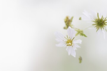 close up of white flower on white background created with generative AI