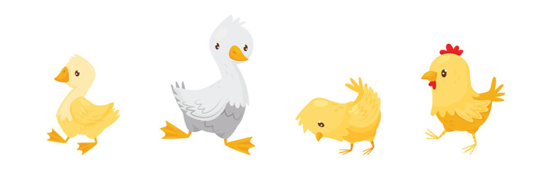 Farm Poultry with Goose and Chicken Bird Vector Set