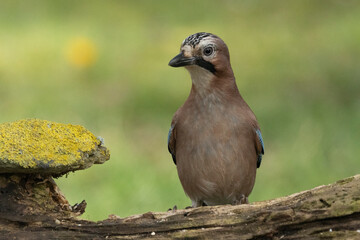 Eichelhäher (Garrulus glandarius)