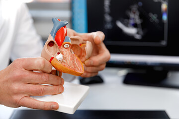 Anatomical model of the human heart in doctor's hands. Cardiological consultation, treatment of heart diseases. Medical concept - obrazy, fototapety, plakaty