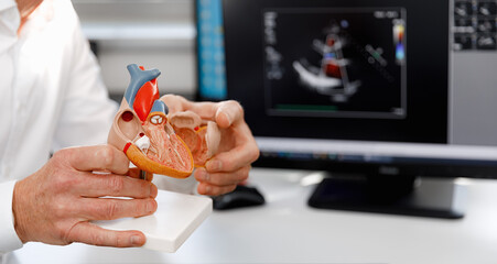 Anatomical model of the human heart in doctor's hands. Cardiological consultation, treatment of...