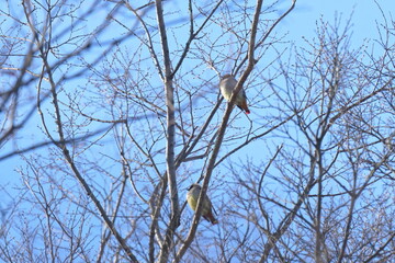 japanese waxwing eats seeds of mistletoe