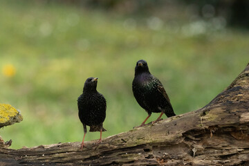 Star (Sturnus vulgaris)