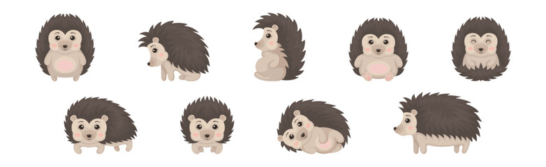 Cute Grey Hedgehog in Various Poses Vector Set