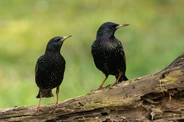 Star (Sturnus vulgaris)