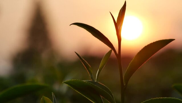 Green tea tree leaves field Fresh young tender bud herbal in farm on summer morning. Sunlight Green tea tree plant camellia sinensis in organic farm. Close up Tree tea plant green nature in morning