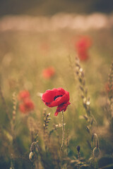 Obraz premium Poppie Flower in sunlight in wild field. High quality photo