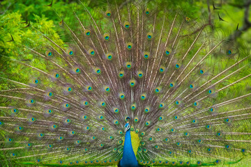 Obraz premium the indian peafowl