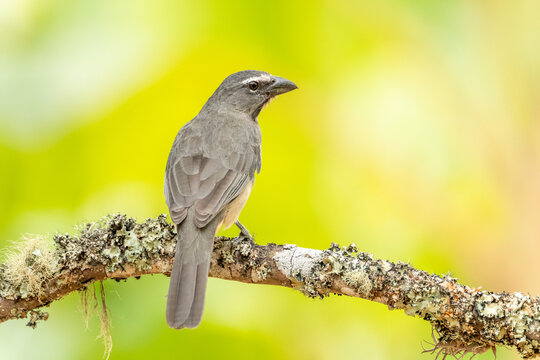 Olive-gray Saltator Saltator olivascens