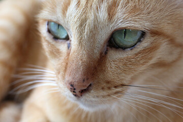 Close-up on a cat's face. Thailand.