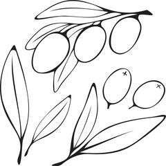 Vector, isolated image of a branch with olives and leaves, black and white. Drawn by hand. Doodle for decoration and design with separate elements.