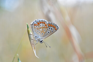 Common blue or Polyommatus Icarus butterfly on a wild grass
