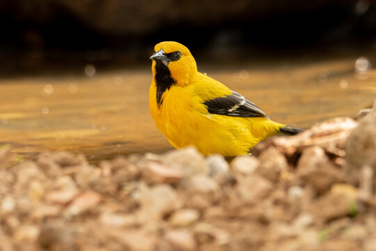 Yellow Oriole (icterus nigrogularis) 