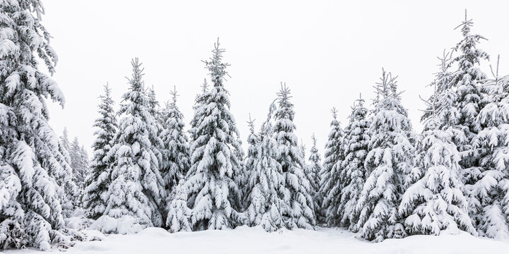 Germany, Baden-Wurttemberg, Panoramic view of snow-covered trees in Black Forest