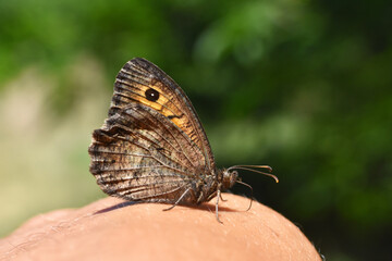 False Grayling butterfly on man finger. Arethusana arethusa brush-footed butterfly family