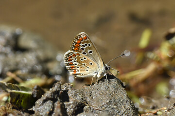 Fototapeta na wymiar Butterfly Aricia agestis or brown argus. Beautiful little blue butterfly