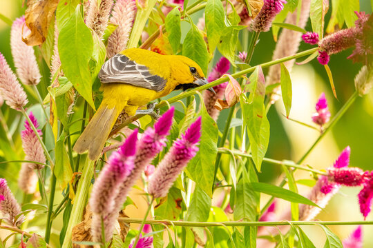Yellow Oriole (icterus nigrogularis) 