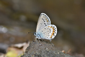 Plebejus idas, Idas Blue butterfly on ground. Beautiful blue butterfly close up