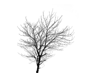 A bare tree, leafless branches in a cold winter or autumn with dry plants in nature. Ecology, sustainability and natural environment, season or climate change on an isolated png or cut out background