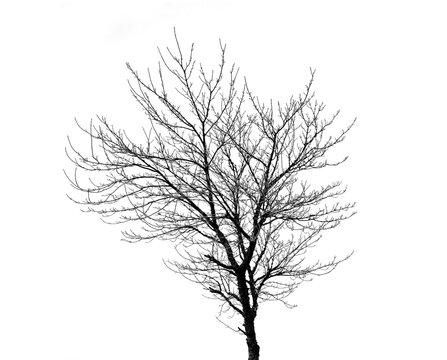 A bare tree, leafless branches in a cold winter or autumn with dry plants in nature. Ecology, sustainability and natural environment, season or climate change on an isolated png or cut out background