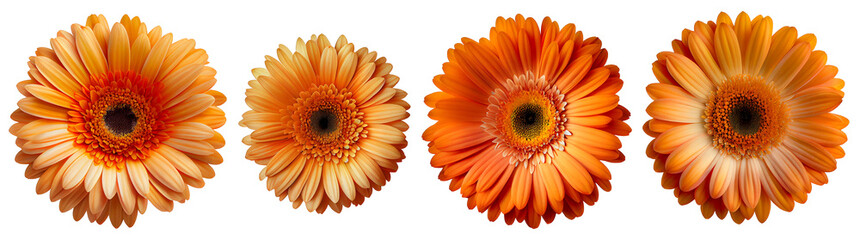 Assorted orange gerbera daisy flower heads isolated on transparent PNG background. Created with Generative AI. - 575879342