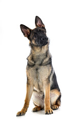 young german shepherd