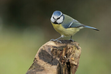 Blaumeise (Cyanistes caeruleu)