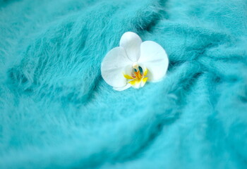 white orchid flower on knitted fluffy blue background, white flower on blue faux fur texture