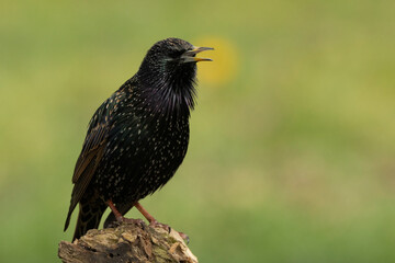 Fototapeta premium Star (Sturnus vulgaris)