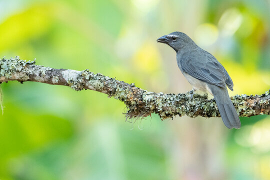 Olive-gray Saltator Saltator olivascens
