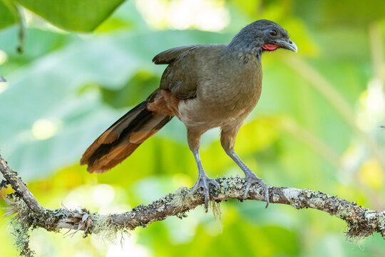 Guacharaca Chachalaca (Ortalis ruficauda)