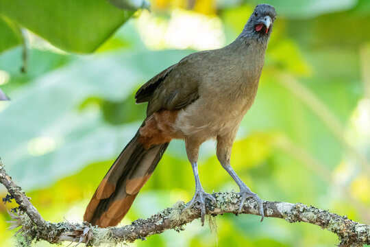 Guacharaca Chachalaca (Ortalis ruficauda)