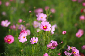 little bee with flowers in the park