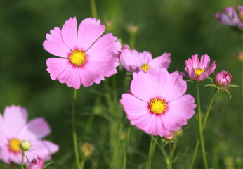 Obraz premium little bee with flowers in the park