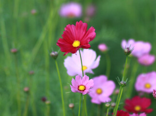 Obraz premium little bee with flowers in the park