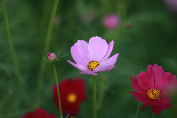 Obraz premium little bee with flowers in the park